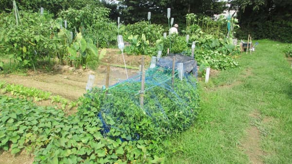 愛知県豊橋市「市民ふれあい農園」利用者募集中