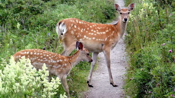 ジビエ利用量　過去２番目に多い2678ｔ　農水省