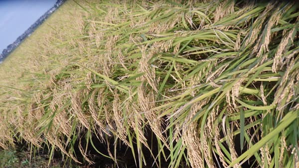 米生産費　60kg1万5046円　▲0.7％－令和2年産　農水省公表