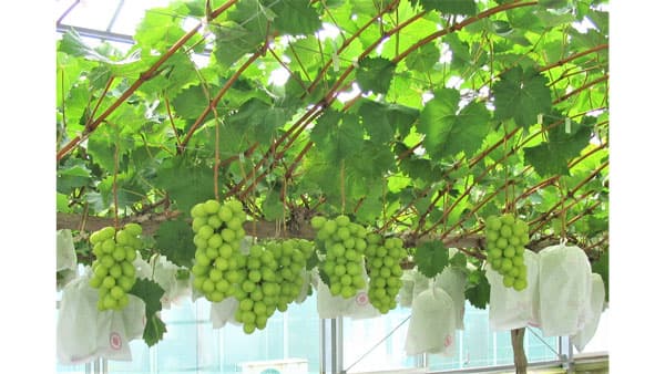 東広島市「シャインマスカット発祥の地」でミッション型地域おこし協力隊募集