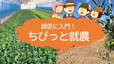 プロ農家が教える3日間　田植え体験希望者を募集福井県福井市