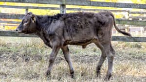 子牛の早期出荷を推進　肥育期間短縮し農家支援　肉用牛関連対策