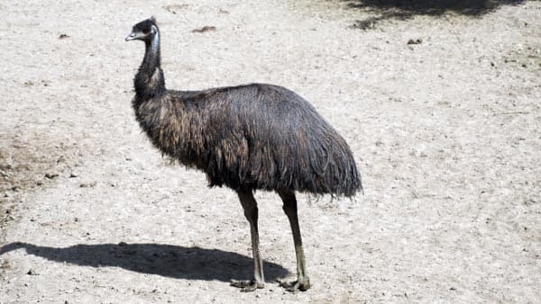 エミューで鳥インフルエンザ　北海道で23例目