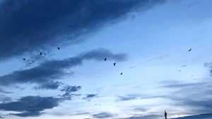 埼玉県内で鳥インフルエンザ　国内11例目