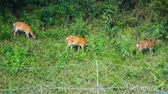 ジビエ利用量　前年度比17.5％増　農水省