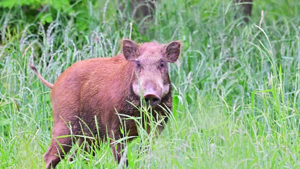 鹿児島で野生イノシシの豚熱感染　県内初