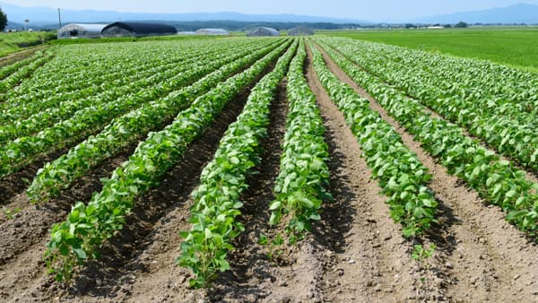 大豆の収穫量　25万2400ｔ　前年比3％減