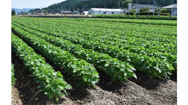 畑地化　26年産取組みは支援単価引き下げ