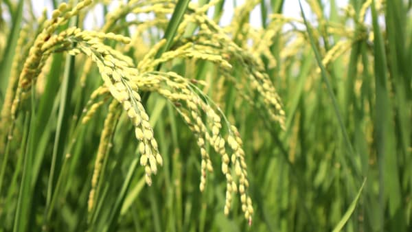 肥料費　28％増　米生産費　8年ぶりに10ａ13万円台　23年産米