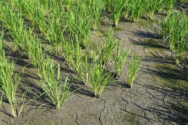 温室効果ガス削減　中干し延長でＪクレジット、今後さらに広がる勢い