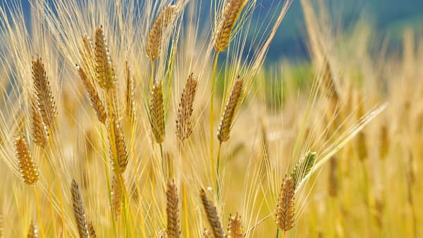 小麦生産費　10ａ当たり　前年産比6.7％増　2023年産　農水省