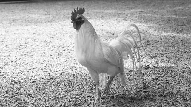 高知県で27例目　鳥インフルエンザ－農水省