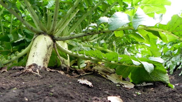 "食べてみたい学校給食レシピ"募集「第20回はま菜ちゃん料理コンクール」開催　横浜市