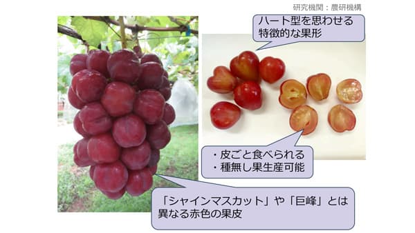 ぶどう新品種「サニーハート」、海水から肥料原料を確保　2025年農業技術10大ニュース（トピック6～10）　農水省