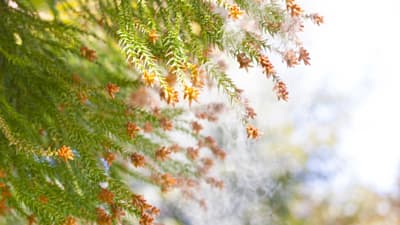 花粉発生量を30年で半減へ　人工林10年で2割減　医薬品として「スギ花粉米」も　政府の花粉症対策