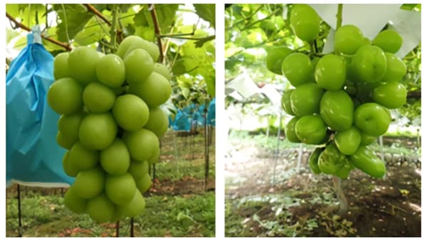 シャインマスカット未開花症対策　研究緊急公募　農水省