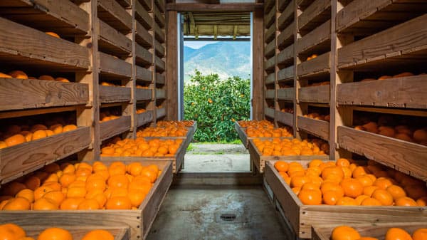 「徳島かんきつアカデミー」令和5年度受講生と体験見学会の参加者を募集