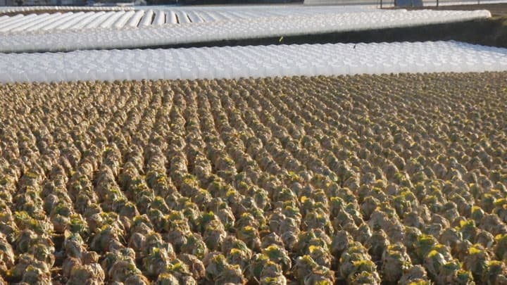 指定野菜減少が傾向　収穫量軒並み１～２％減　高齢化や他野菜への転換も　農水省