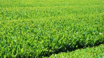 「狭山茶」新茶シーズン到来で各種イベント実施