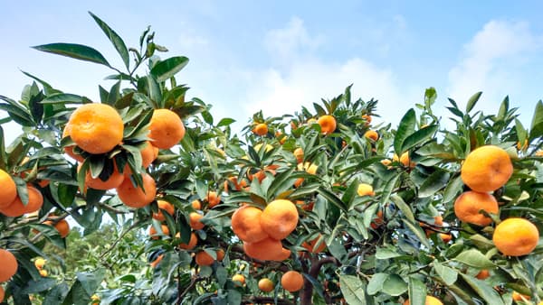 【統計】みかんの収穫量　前年産比18％減　農水省