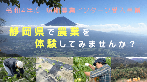 静岡県で農業体験　短期農業インターンの希望者を募集中