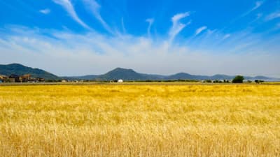 耕地利用率91.0％、前年比0.3ポイント低下　農水省