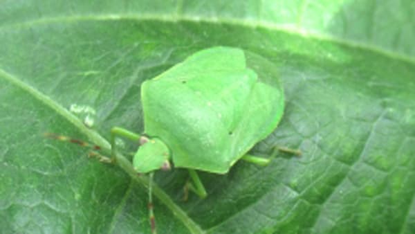 カメムシ防除、ハーブが「効果」　ＪＡいなばと小矢部市、水田で実証試験
