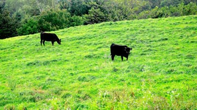 農林水産物輸出額　1兆779億円　2021年1月－11月