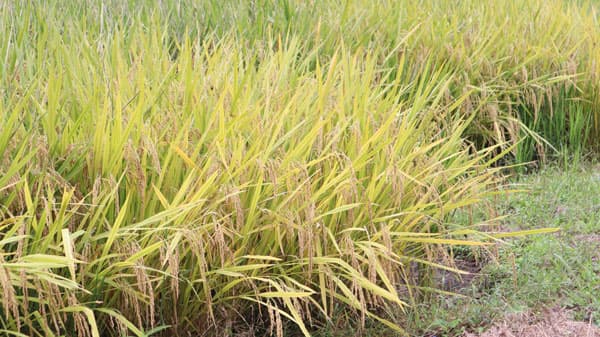 飼料用米多収日本一　10ａ912kg　山口県の池田候男さん