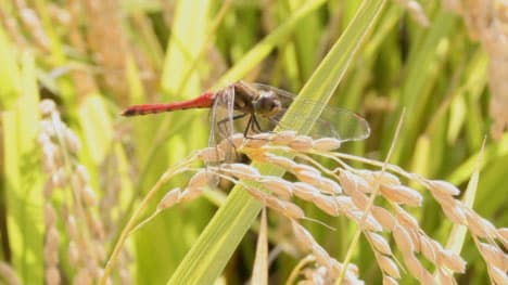 湯沢市で「第148回 秋田県種苗交換会」開催へ