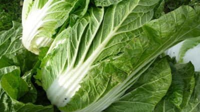 12月の野菜生育状況　前半は「はくさい」がお買い得　農水省