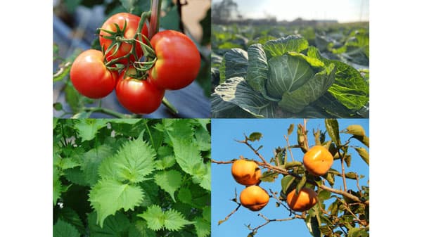 地産地消の新メニュー開発＆提供プログラム始動「地元農家×地元飲食店のマッチング会」開催　豊橋市