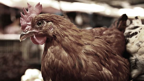 香港向け家きん由来製品　北海道ほか5県からの輸出再開　農水省