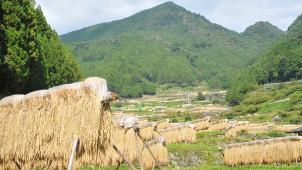 日本の原風景・棚田を守る　「日本の宝を後世に」地域ぐるみで活動　愛知・新城市の「四谷の千枚田」