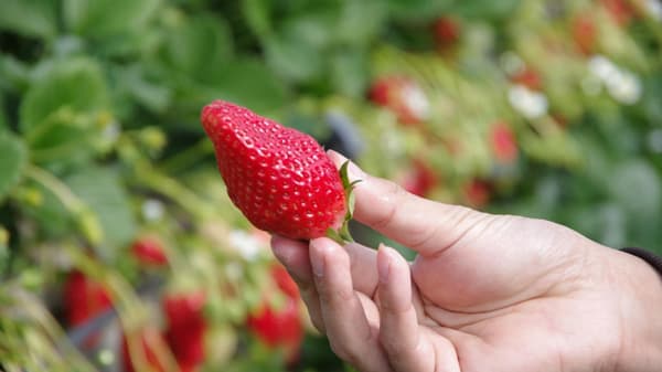 静岡市・久能山「石垣いちご」1月中旬からいちご狩りが本格開始