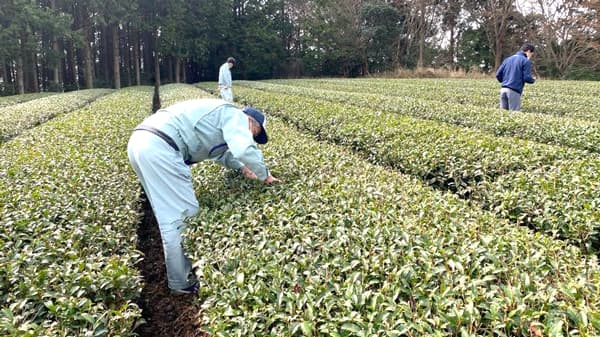 農業生産由来の環境負荷低減と水資源保全へ　掛川市と実証試験開始　日本コカ・コーラ