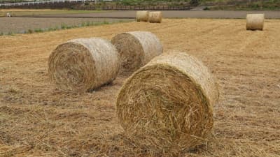 肥料、飼料価格の高止まり続く　農業物価指数　農水省