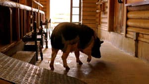 群馬県で豚熱　国内99例目