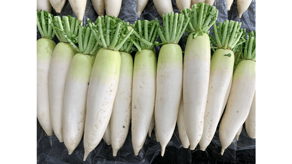 だいこんが安値傾向　11月の野菜の生育状況と価格見通し　農水省