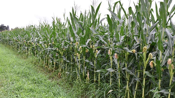 子実用トウモロコシの普及へ　日本メイズ生産者協会が設立記念シンポを開催