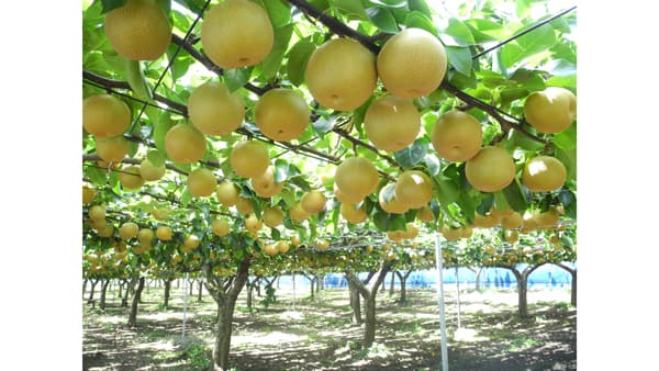 「横浜ワイン特区」に認定　市内産果実によるワイン製造を規制緩和　横浜市