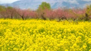 なたね生産費　前年産8％減　2021年産