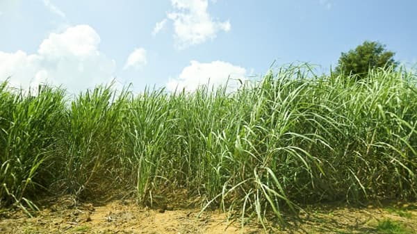 さとうきび　収穫量　前年産1％増　令和3年産