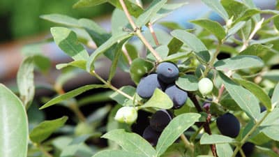 ハスカップの認知度向上・ブランド化を目指し　3月21日厚真町ハスカップフォーラム開催　厚真産ハスカップブランド化推進協議会