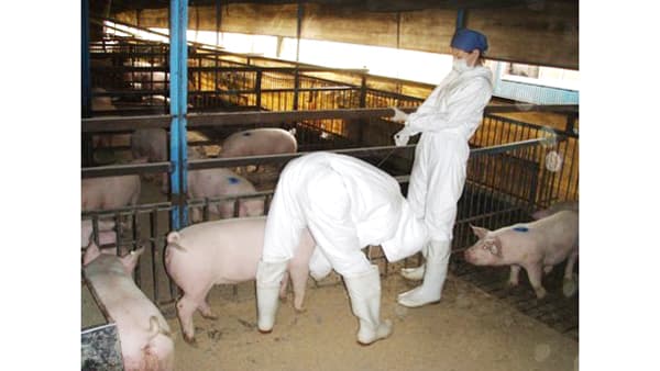 神奈川県職員採用「獣医師（家畜保健衛生分野）経験者」受験申し込み受付中