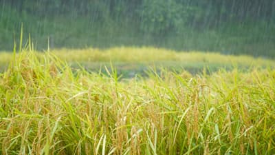 奥能登豪雨　1724箇所被害　冠水950ha 農業に深刻な被害