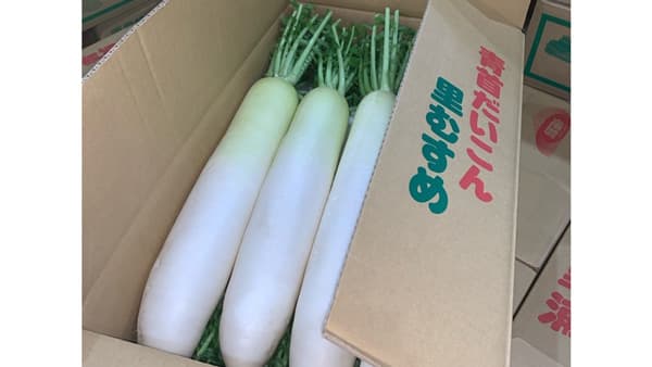 おてつたび×ＪＡ里浦「半農半X」推進シェアハウス事業「青首だいこん編」開始　徳島県鳴門市