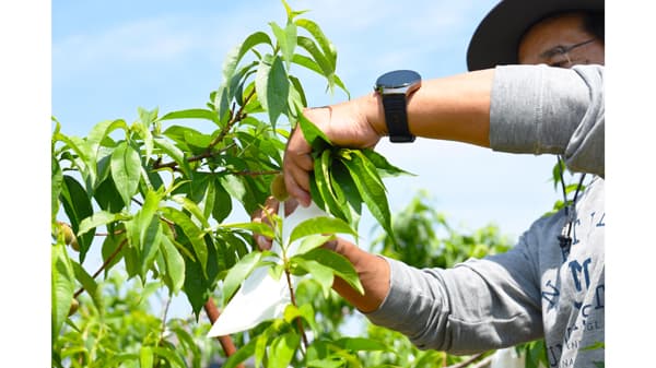 兵庫県川西市特産の早生桃　加茂地区で袋かけ作業　6月中旬から収穫予定