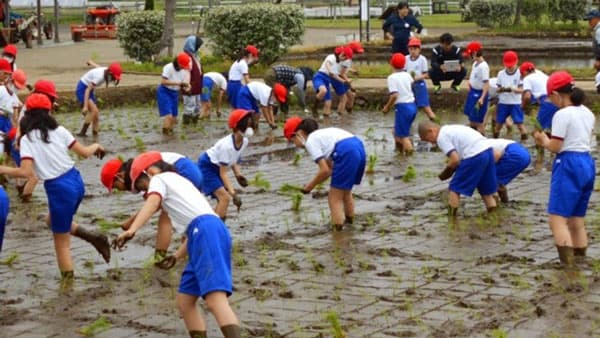 千葉県袖ケ浦市　令和7年度「田んぼの学校」と「農作業体験」実施