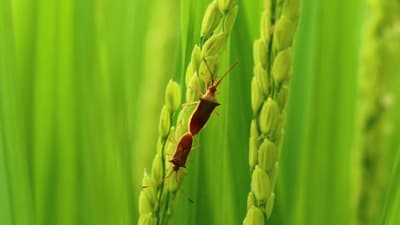 斑点米カメムシ類　多発のおそれ　令和6年度病害虫発生予報第7号　農水省